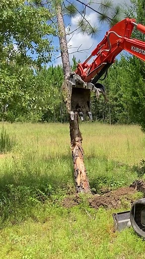 Clearing trees with a Mini Excavator for Our New House! #miniexcavator #excavator #tree #treeremovalexpert #farm #land #landclearingexperts