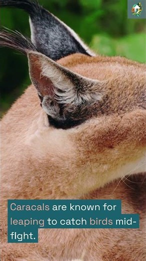 Nocturnal Hunting Patterns