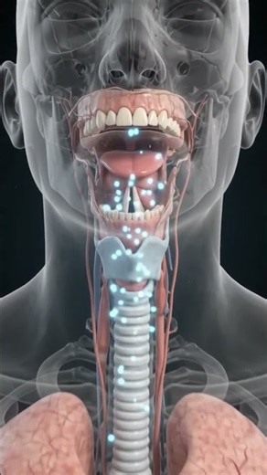 How Human sound explained in 3d animation How speak human explained