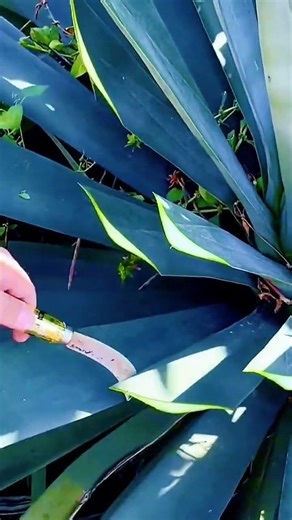 Satisfying Agave Slicing Skills! #shorts