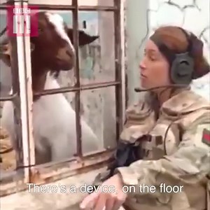 35K views · 236 reactions | Who says you shouldn't work with animals? | BBC Three | Facebook