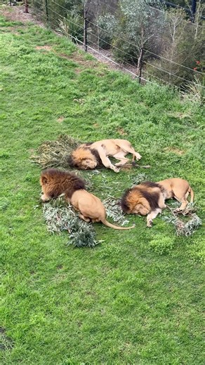 The place to be at this weekend 🦁🐯 | Sydney Zoo