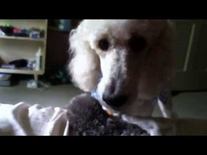 Poodle barking and growling