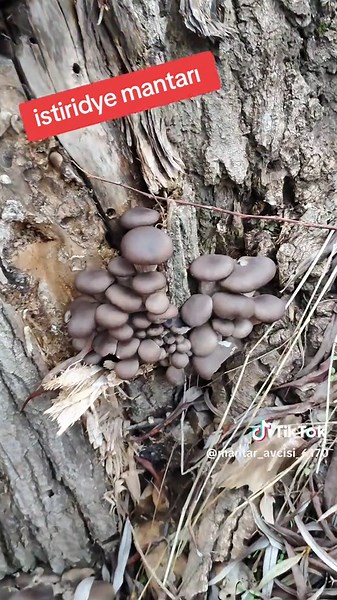 Istiridye Mantarı Toplama İpuçları