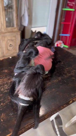 Monkey Mayhem in Texas! Watch the Spider Monkeys Take Over