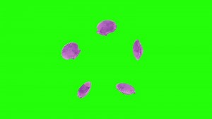 Download Group of Purple Scallop shell rotation around center point green screen background for free