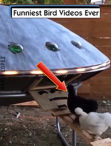 1.5K views · 40 reactions | Funniest Bird Videos Ever | Mario Lopez | Facebook