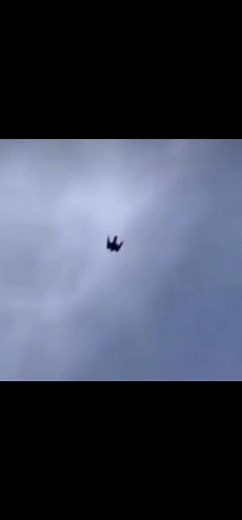 #Falcon #Bullet They are amazing! #Peregrine falcons have been clocked at over 240 mph. The fastest living thing on Earth. I'd love to fly one some day. #birdsofprey #raptors #fyp #foryou #foryoupage