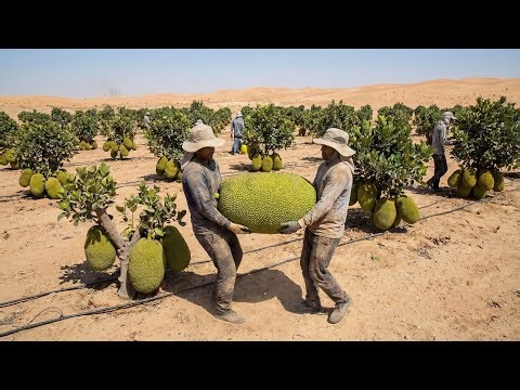 Unbelievable! They Planted Jackfruit in the Desert – Will the Results Live Up to Expectations?