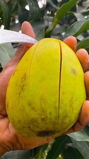 20K views · 13 reactions | fresh ripe mango cutting #mango #fruit #reel 省省省 | Aslam Mahamud | Facebook