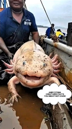 AMBYSTOMA FACTS YOU MIGHT NOT KNOW!🐟🦎 #shorts #viralvideo
