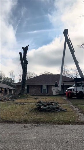 Large and dangerous tree removal #treeservice #treepruning #arborist #treeremoval #shorts