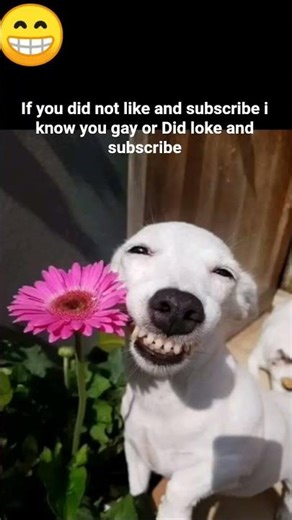 #funny #viral #dog FUNNY VDO