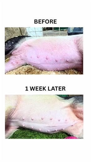 Progress in Healing After One Week: Pig Care Insights