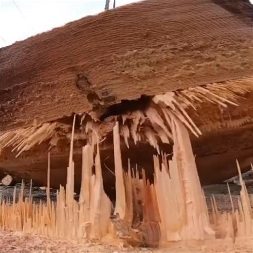 Randy on Instagram: "#treelife #climb #pov #livin #chainsaw"