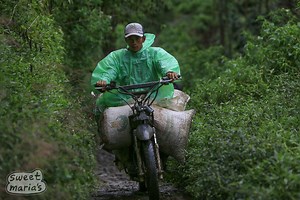 Java Coffee Overview - Sweet Maria's Coffee Library