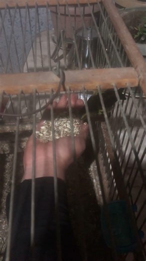 Ручной чиж 4 года