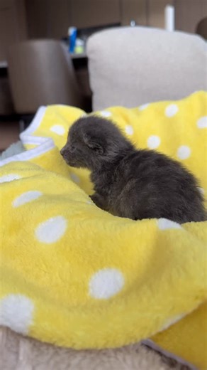 I’ve been dragging my feet on providing a proper Cookie Doug update because I was hoping to have some solidly good news to share. And today I finally do! Cookie D is just shy of 2 weeks old and weighs about 190g. That’s a fairly decent size for her age, but the problem is (was?) that she’s been gaining weight veeeeery slowly. Healthy neonates should pack on at least 10-15g every day, but Cookie D has only averaged a measly 5g. After her ear maggot infestation, she started resisting the bottle, s