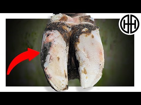 Essential Hoof Trimming Technique for Cows