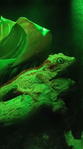 Red Stripe Gargoyle Gecko. #gecko #gargoylegecko