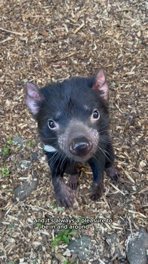 Te Nukuao Wellington Zoo on Instagram: "Keeper Chats: Tasmanian Devil Edition (Part 2) 🤍 The Devil Dudes are back to chat about everyone’s favourite Tasmanian angels 😇😇 #TeNukuaoWellingtonZoo #KeeperChats #Zoo #Wellington #TasmanianDevils"