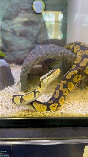 Speaking parseltongue to a snake