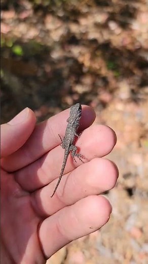 Cute baby lizard! He's so tiny! #babyanimals #lizard #gecko #reptiles #herping #wildlife #justababy