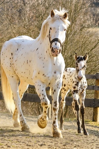 This stunning Knabstrupper mare and her adorable spotted foal enjoying a peaceful trot together reminds us of the pure magic of nature. Known for their distinctive spotted coats and elegant presence, Knabstruppers truly turn every moment into a masterpiece 🤍🌿 Grace, heritage, and charm all in one perfect stride. Who else loves this rare and beautiful breed? 🐎💛 #Knabstrupper #HorseLove #EquineElegance #SpottedBeauty #NatureAtItsBest | Hooves, Paws & Hearts