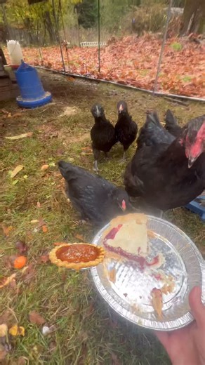 75 reactions · 20 comments | Mmmm homemade raspberry pie 不! Safe to say they love it  #elainesfertilizedeggs #chickenmom #vancouverisland #chicks #chickens #pie #fruit | Elaines Fertilized Eggs | Facebook