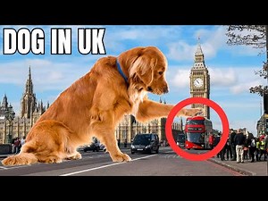 Dog insurance in the UK