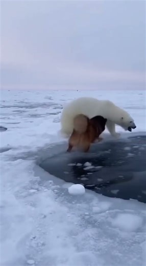 A Tibetan mastiff fights off the attacks of a young polar bear.