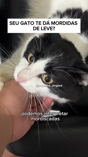 Seu gato te dá mordidinhas? Descubra o significado e saiba como lidar!