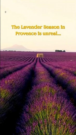 Provence Lavender Season Guide 2026 | Best Lavender Fields, Bloom Times & Travel Tips