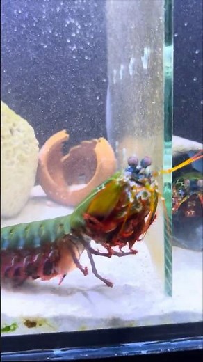 Mantis Shrimp Tries to Run… Too Late!