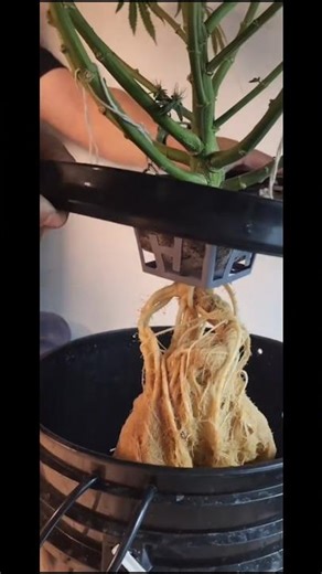 Growing plant in bucket hydroponic Unit❇️🌱