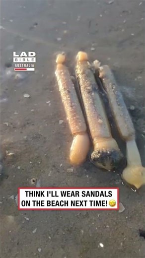 Sea Knife Extraction 😳