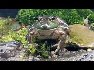 American Bullfrog in aquarium setup Update