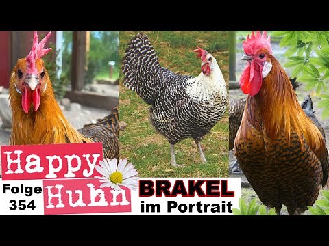 Beautiful speckled chickens: Brakel breed profile with Goldbrakel + Silverbrakel HAPPY CHICKEN E354