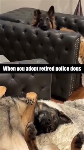 When your cat tries to be sneaky (fails) 🤣 #Funny #cat #viral #fyp #funnyvideos