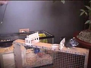 Gerbil training basics, treats and guiding