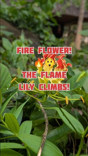 Fire Flower! 🔥😲 The Flame Lily Climbs!