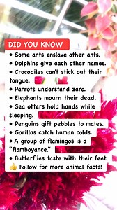 65K views · 1K reactions | Wild Animal Facts You Didn’t Learn in School #AnimalFacts #WildlifeTrivia #NatureFacts | Amazing Facts | Facebook