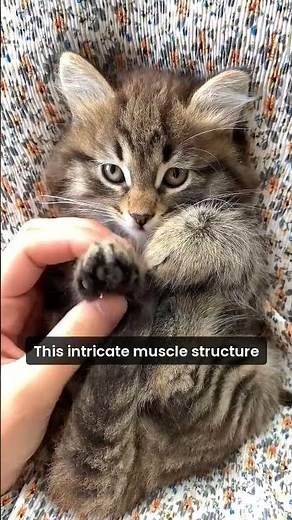 Discover the Astonishing Anatomy of Cats: 32 Muscles in Each Ear!