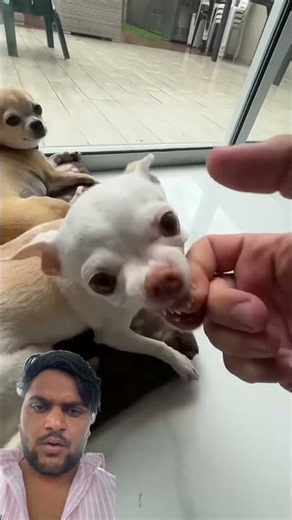 Very angry puppy 😡#puppy #puppies #animals #cutepets #shorts #shortvideo