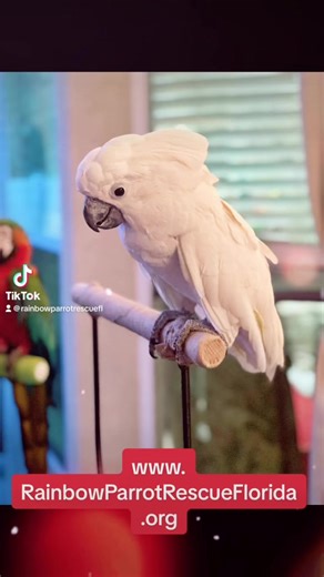 Rainbow Parrot Rescue Florida, Inc. #501c3 #nonprofit #parrotrescue #parrotsanctuary DONATE TODAY, & BE A PART OF THE CHANGE!! 🌈🦜 SUPPORT YOUR LOCAL NONPROFIT! We need your help! ❤️🙏🏽❤️•••••••DONORBOX LINK•••••••https://donorbox.org/rainbow-parrot-rescue-florida 🌈🦜WEBSITE: 🌈🦜www.RainbowParrotRescueFlorida.org #rainbowparrotrescuefloridaFlorida’s #Premier #Parrot & #Toucan, #Rescue, #Sanctuary, & #EducationalOrganization••••••#jacksonville #parrots #parrotlife #foryoupage #fyp #parrotsanc