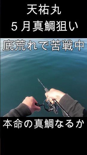 天祐丸にて真鯛釣り 激しぶ底荒れ中で目が覚めるアタリが来たが本命？！#釣り #japanfishing #海釣り