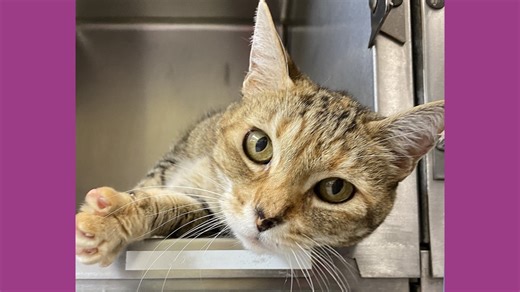 California cat missing for nearly a decade, found 1,000 miles away in North Idaho