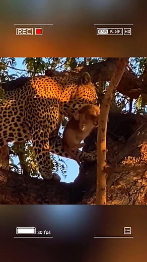 A bold leopard hunted a lion cub, faced retribution from the lion pri... | Goated Quotes