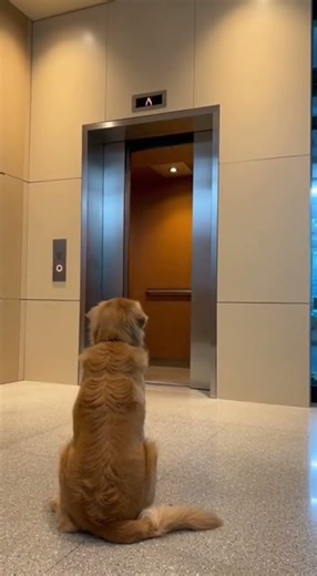 Dog takes the elevator | Wild Reel