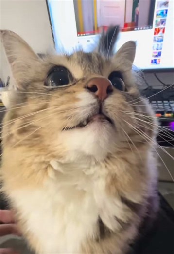 Luna the Rap Cat Showcases Her Skills